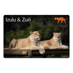 Magnet- Zuri & Izulu