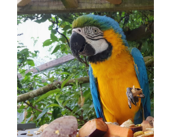 Macaw Bronze Adoption