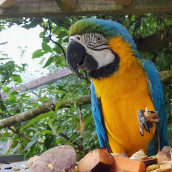 Macaw Bronze Adoption