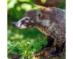 White-nosed Coati