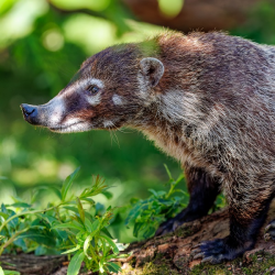 White-nosed Coati