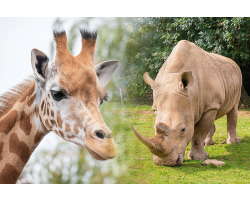 Giraffe & Rhino Experience