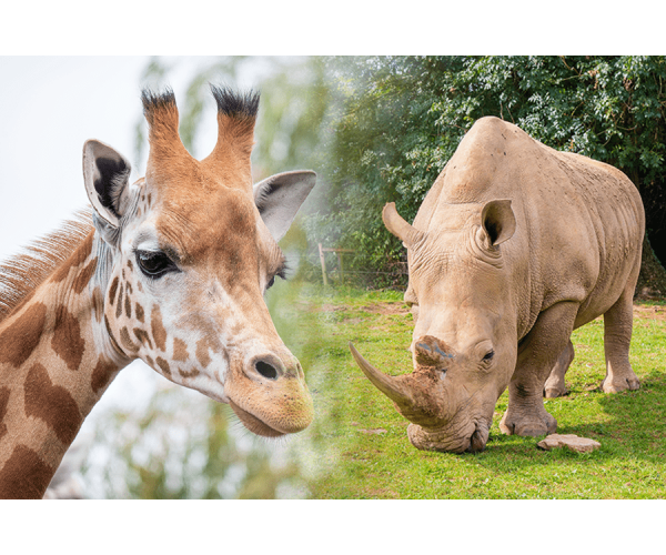 giraffe-rhino-experience