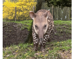 Brazilian tapir - Barney Rubble