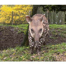 Brazilian tapir - Barney Rubble