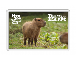 Cinnamon the Capybara Magnet