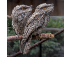 Tawny Frogmouth