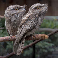 Tawny Frogmouth