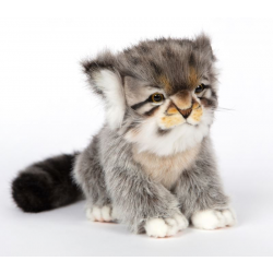 Pallas Cat Kitten