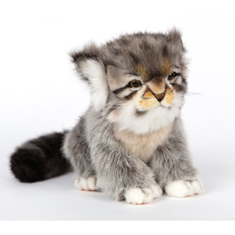 Pallas Cat Kitten pallas-cat-kitten