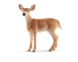 White-tailed Doe