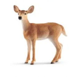 White-tailed Doe