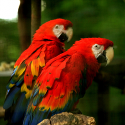 Macaw Silver Adoption