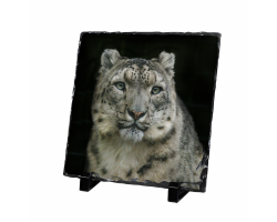 Slate- Laila