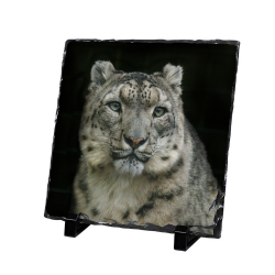 Slate- Laila