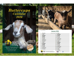 Buttercups Calendar 2026