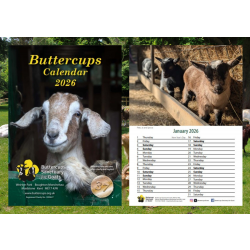 Buttercups Calendar 2026