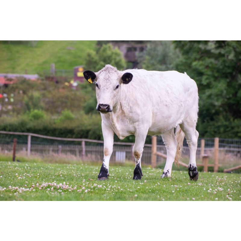 cow-adoption