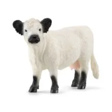 Galloway Cow