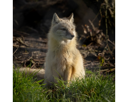 Corsac Fox