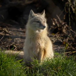 Corsac Fox