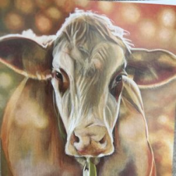 Contented Cow Greeting Card