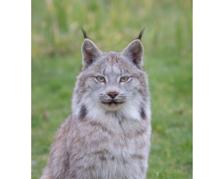Canadian Lynx