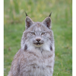 Canadian Lynx