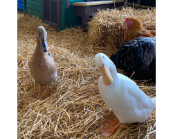 Flora & Dora  - Indian Runner Ducks