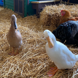 Flora & Dora  - Indian Runner Ducks