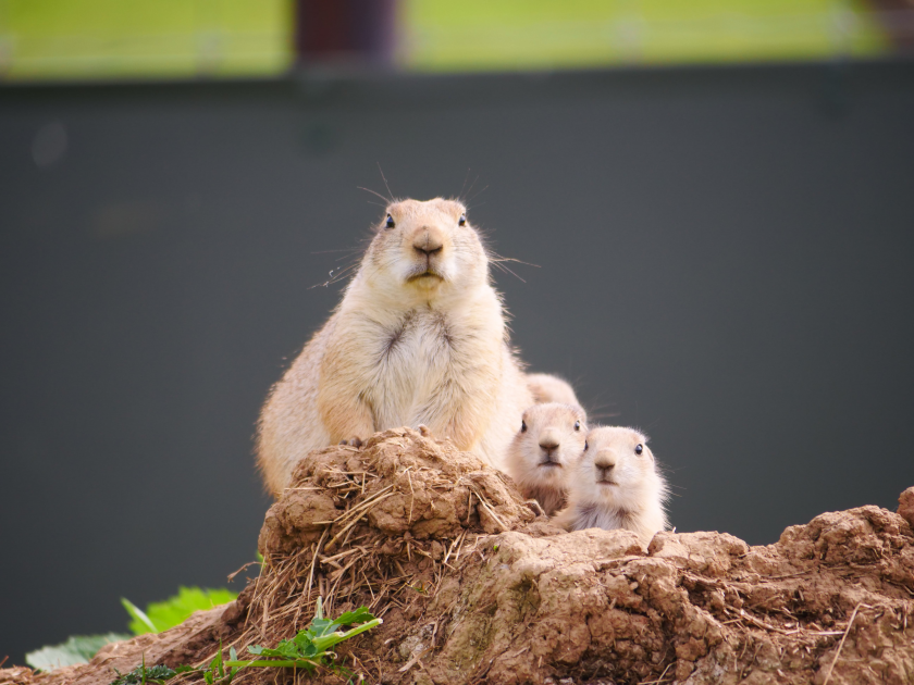 Prairie Dog Adoption prairie-dog-adoption