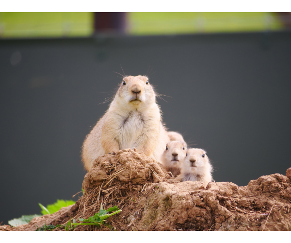 prairie-dog-adoption