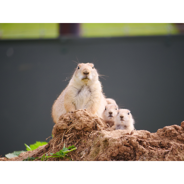 Prairie Dog Adoption