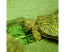 Tortoise Silver Adoption