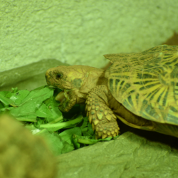 Tortoise Silver Adoption