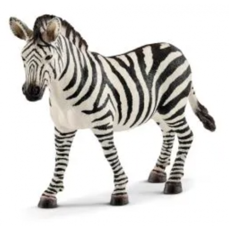 Zebra female