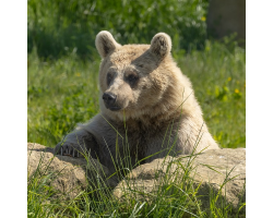 Syrian Brown Bear