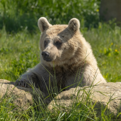 Syrian Brown Bear