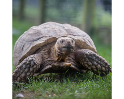 African Spurred Tortoise