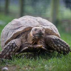 African Spurred Tortoise