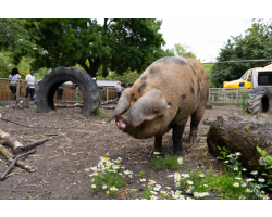 Adopt our Oxford Sandy & Black Pig for 1 year (Price includes delivery)