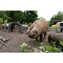 Adopt our Oxford Sandy & Black Pig for 1 year (Price includes delivery)