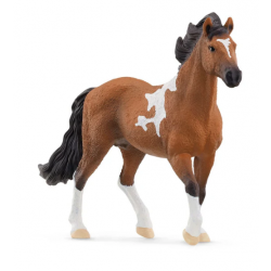 Mangalarga Marchador Stallion