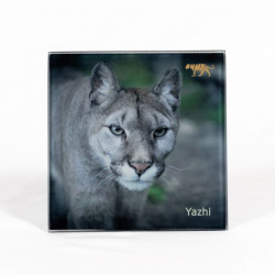 Coaster Yazhi