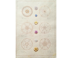 '… the flower, the love, the word.' Kathleen Raine'. Geometry Analysis of Six Wild British Flowers A by Laura Taylor