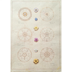 '… the flower, the love, the word.' Kathleen Raine'. Geometry Analysis of Six Wild British Flowers A by Laura Taylor