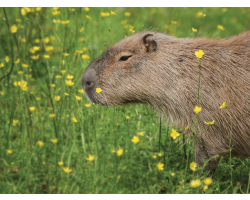 Family Capybara Adoption