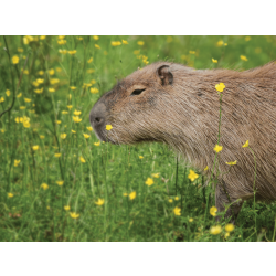 Family Capybara Adoption