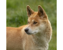 Dingo