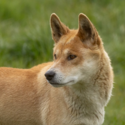 Dingo